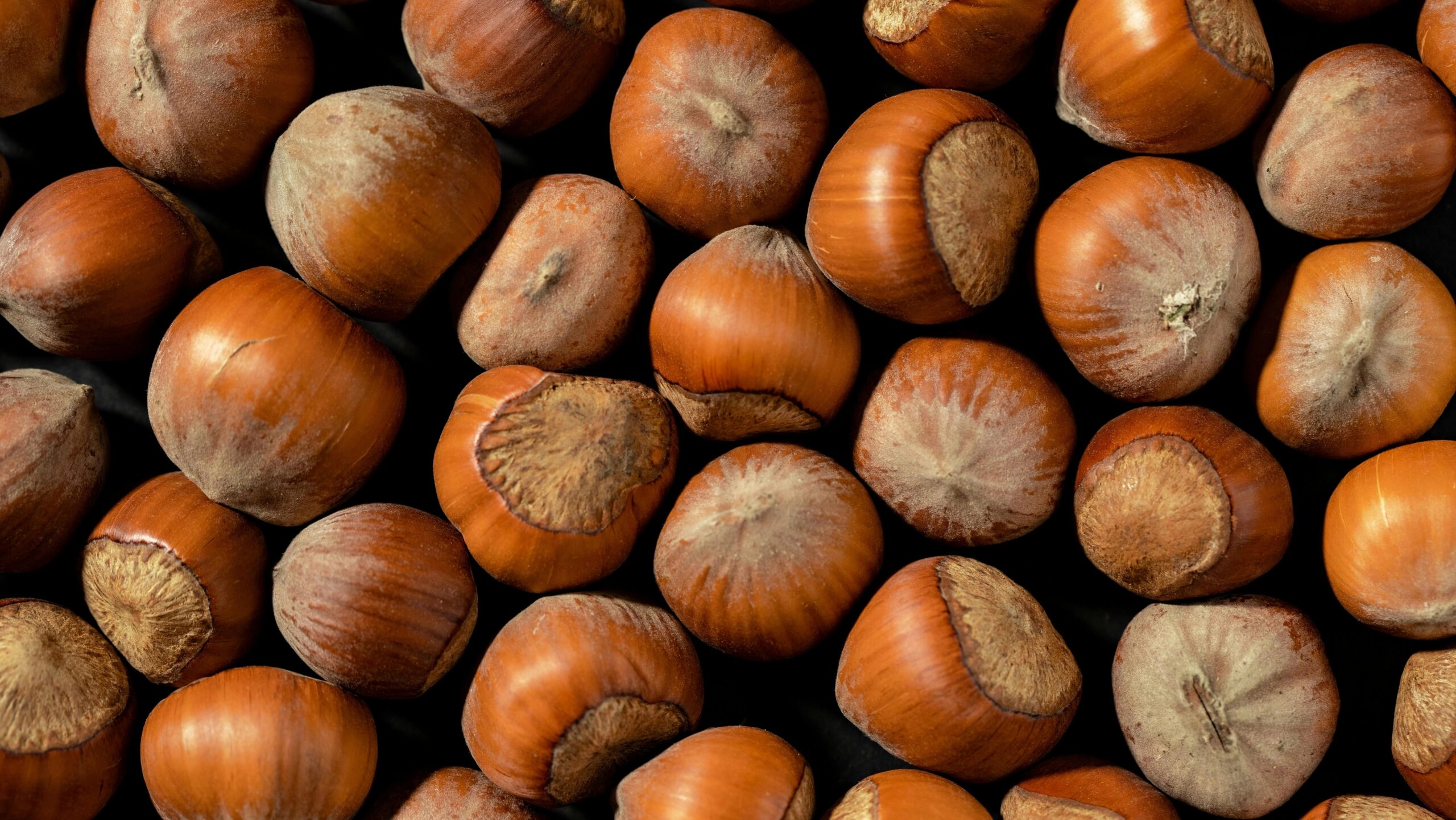 Kostenloses Stock Foto zu biodiversität, braun, corylus avellana