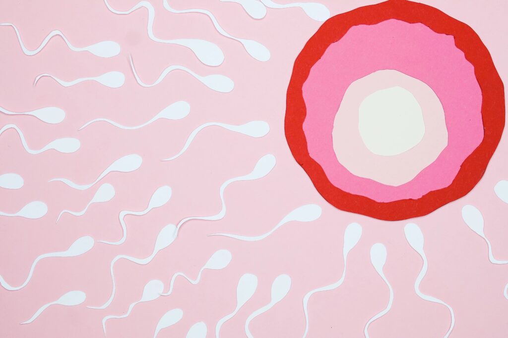 Grafische Illustration: mehrere weiße Spermien auf rosafarbenem Hintergrund bewegen sich zur großen rot-rosa Eizelle.