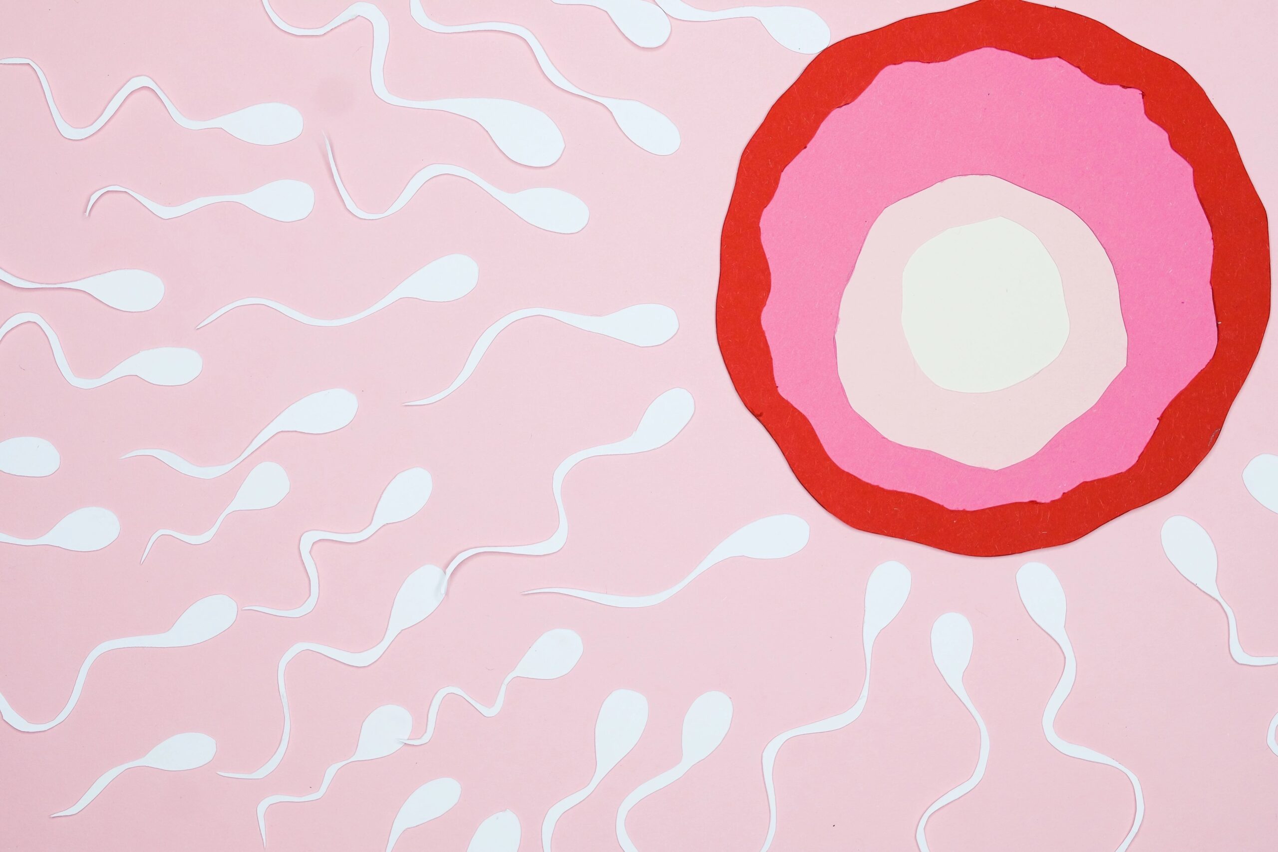 Grafische Illustration: mehrere weiße Spermien auf rosafarbenem Hintergrund bewegen sich zur großen rot-rosa Eizelle.